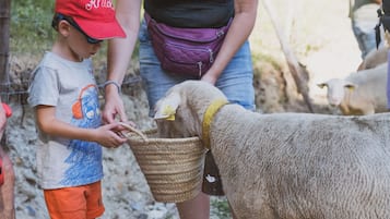A person feeding a sheep, with a basket in hand, in a fenced outdoor area.