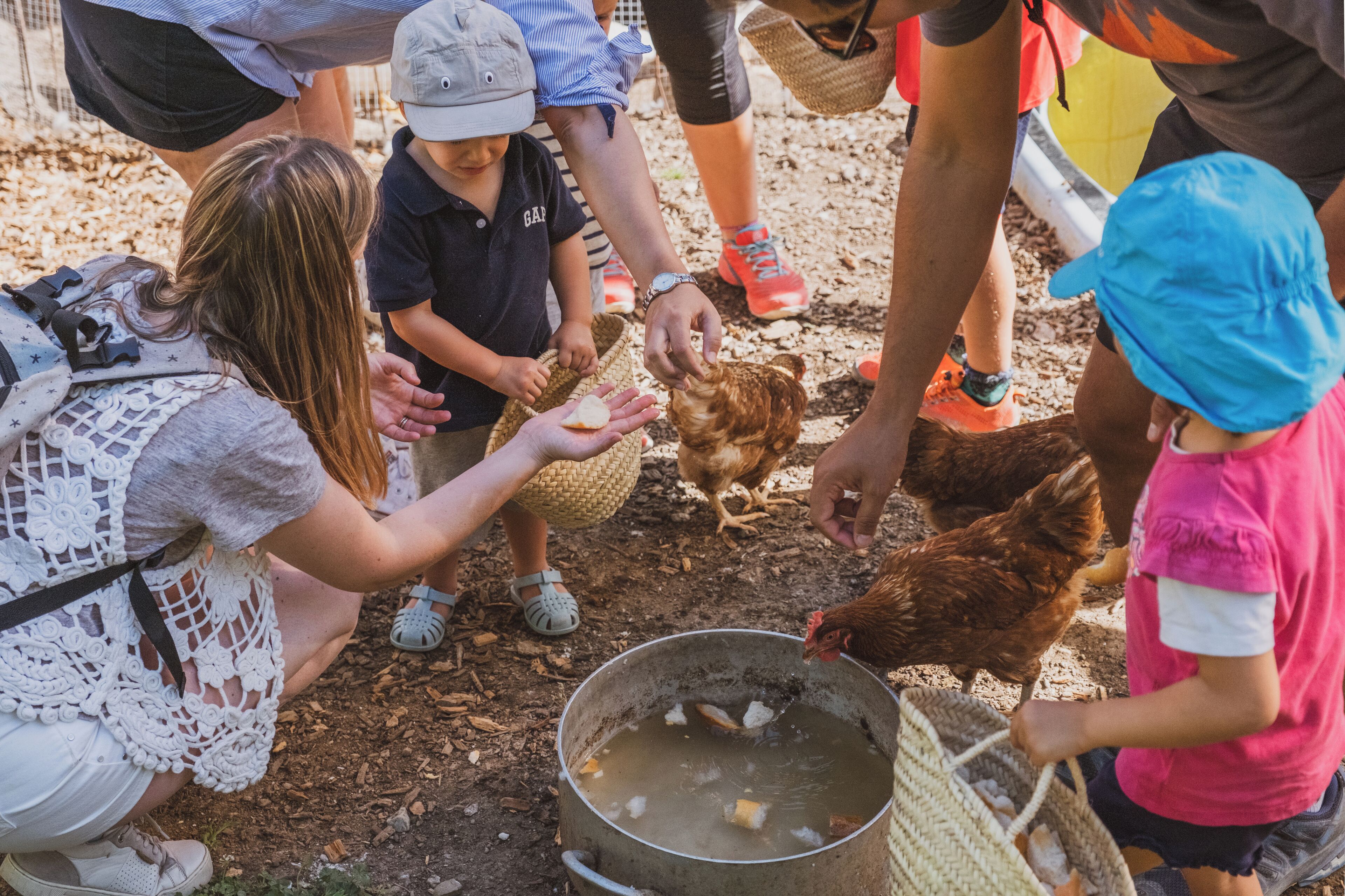 Un grupo de personas alimentando gallinas en una granja.