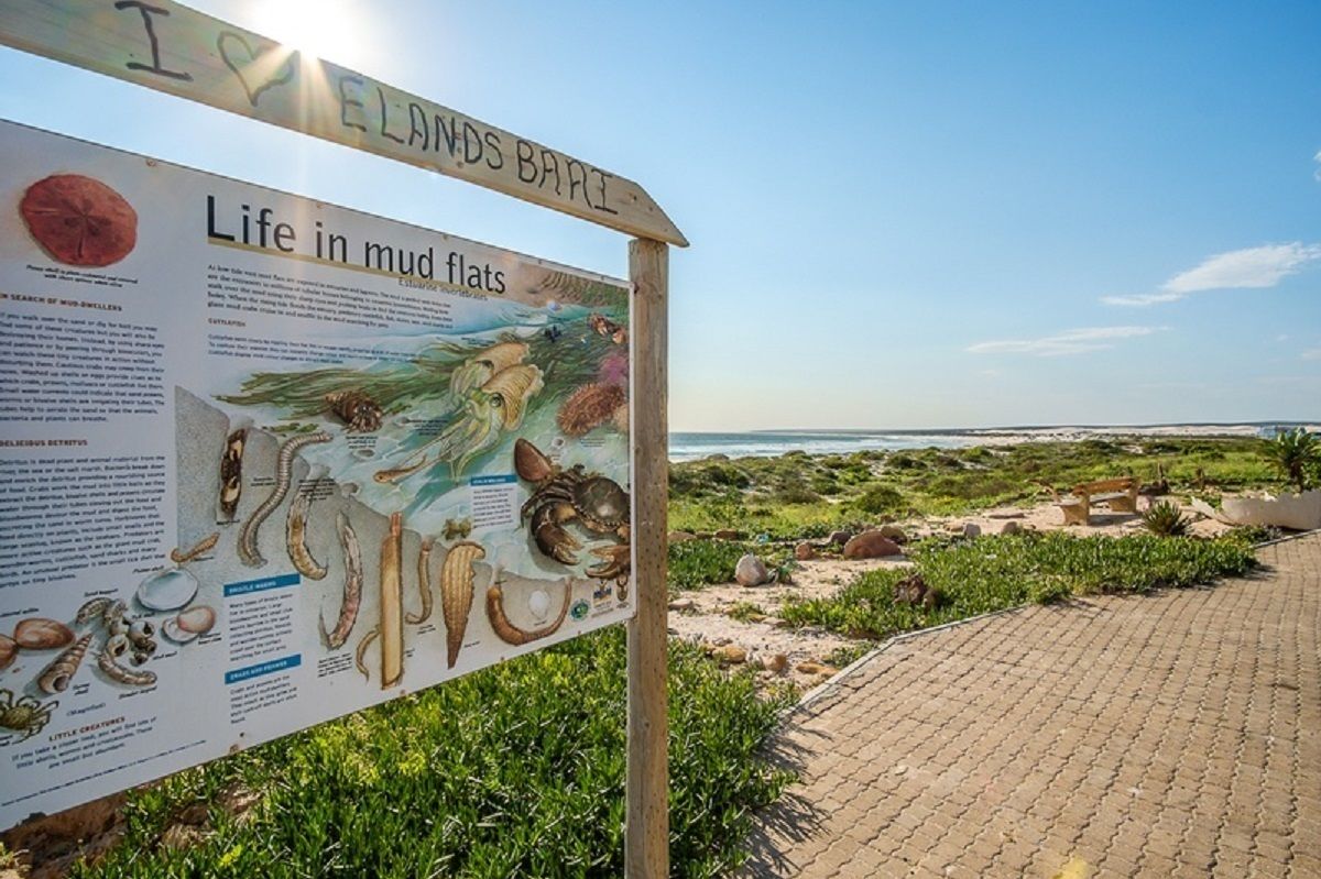 A signboard titled "Life in mud flats" with illustrations of marine life, located at a beach with a clear sky and a paved walkway.