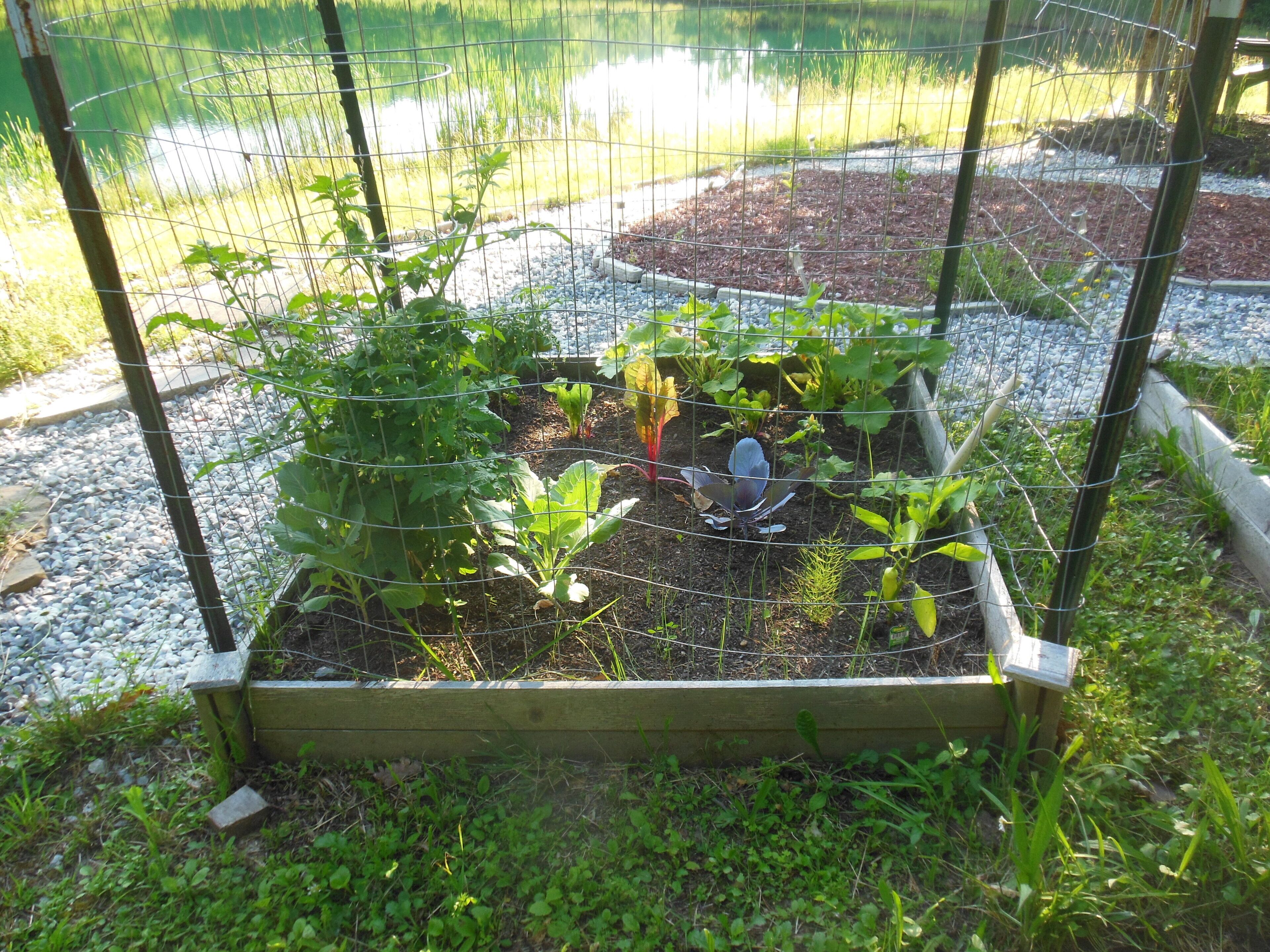 A garden bed with various plants, surrounded by a wire fence, and a pond in the background.