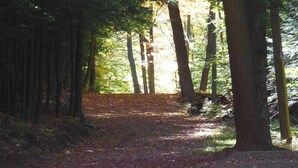 A forest path with trees and sunlight filtering through.