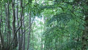 Un sendero forestal rodeado de árboles altos y follaje denso.