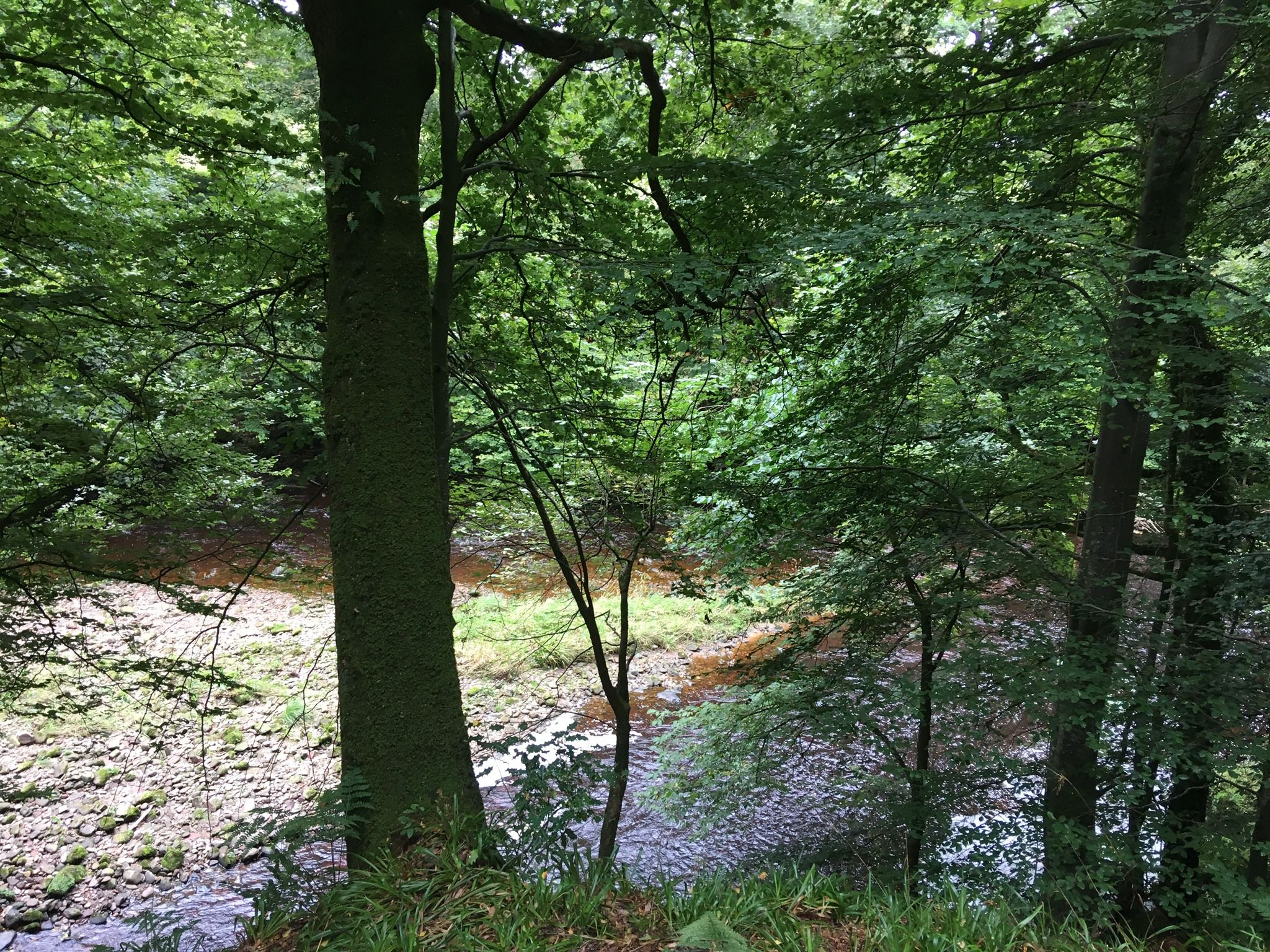A forested area with a stream and trees.