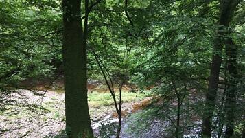 A forested area with a stream and trees.