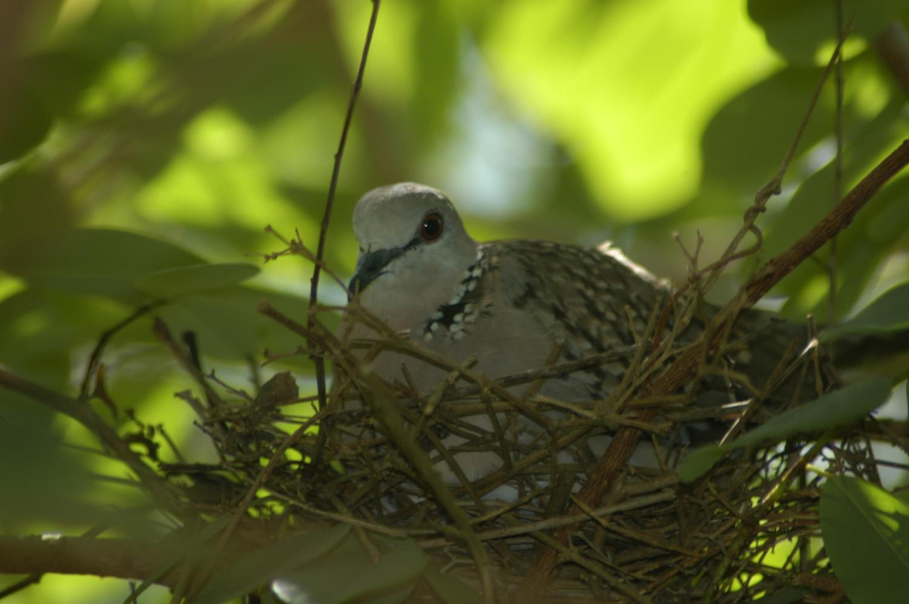 A bird in a nest surrounded by branches and leaves.