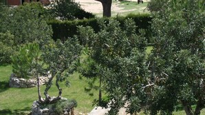 Ein großer Baum in einer angelegten Grünfläche mit einer Steinmauer und einem Gebäude mit rotem Dach im Hintergrund.