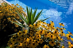 Alberca al aire libre por temporada y sombrillas en la alberca