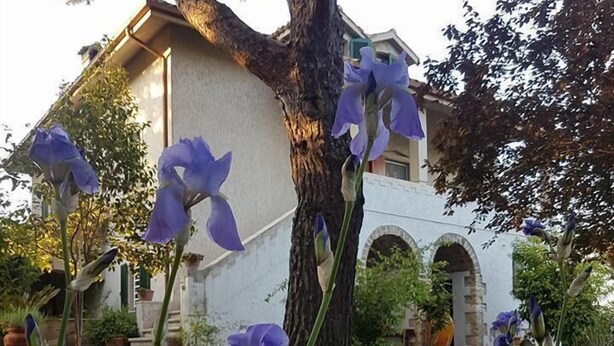 Un edificio con un árbol grande en primer plano, rodeado de lirios morados.