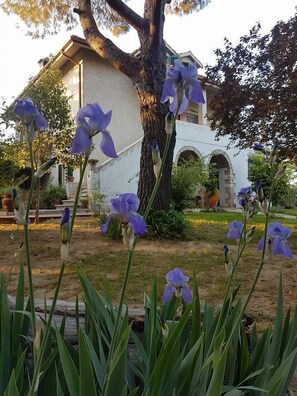 A building with a large tree in front, surrounded by purple irises. - MeraVilla B&B (Ascoli Piceno)