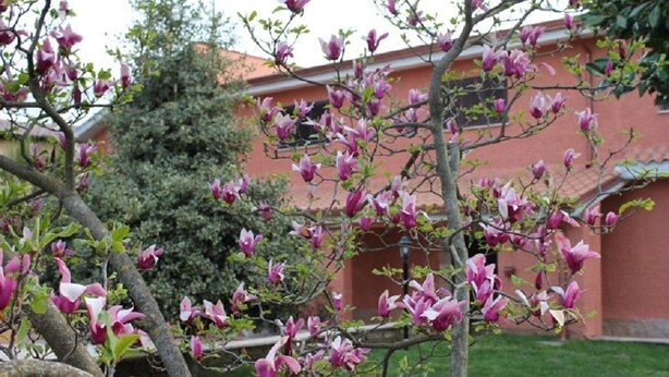 Un edificio de fachada roja y un árbol con flores rosadas al frente.