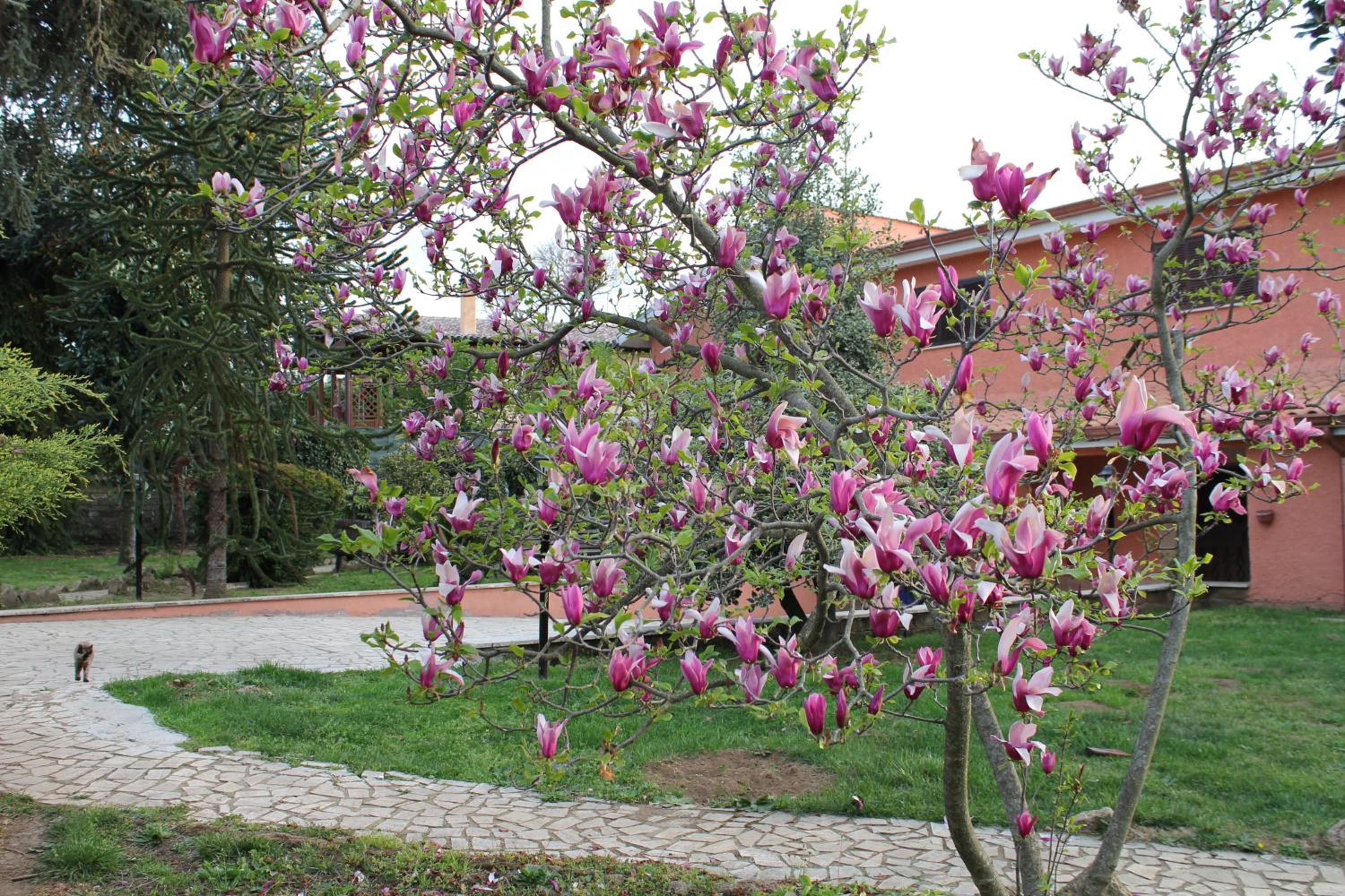 A tree with pink flowers in a courtyard with a paved walkway and a building in the background.