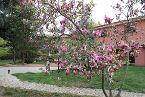 Een boom met roze bloemen in een binnentuin met een geplaveid pad en een gebouw op de achtergrond.