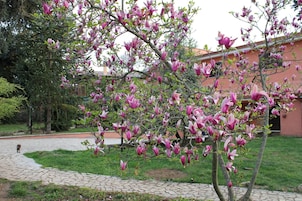 Un árbol con flores rosadas en un patio con un camino empedrado y un edificio al fondo.