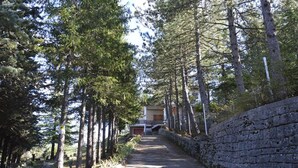 A pathway flanked by tall trees leading to a building with a stone wall on one side. - Poggio Eco B&B (Ascoli Piceno)