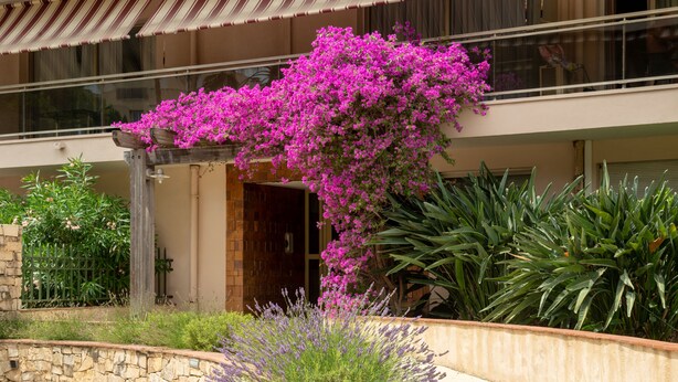 Ein Gebäude mit einer Steinfassade, einer Holzpergola mit rosa Blüten und einer Steinmauer mit Lavendelpflanze.