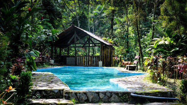 Une piscine en pierre, entourée d’une végétation luxuriante et agrémentée d’une structure en bois.