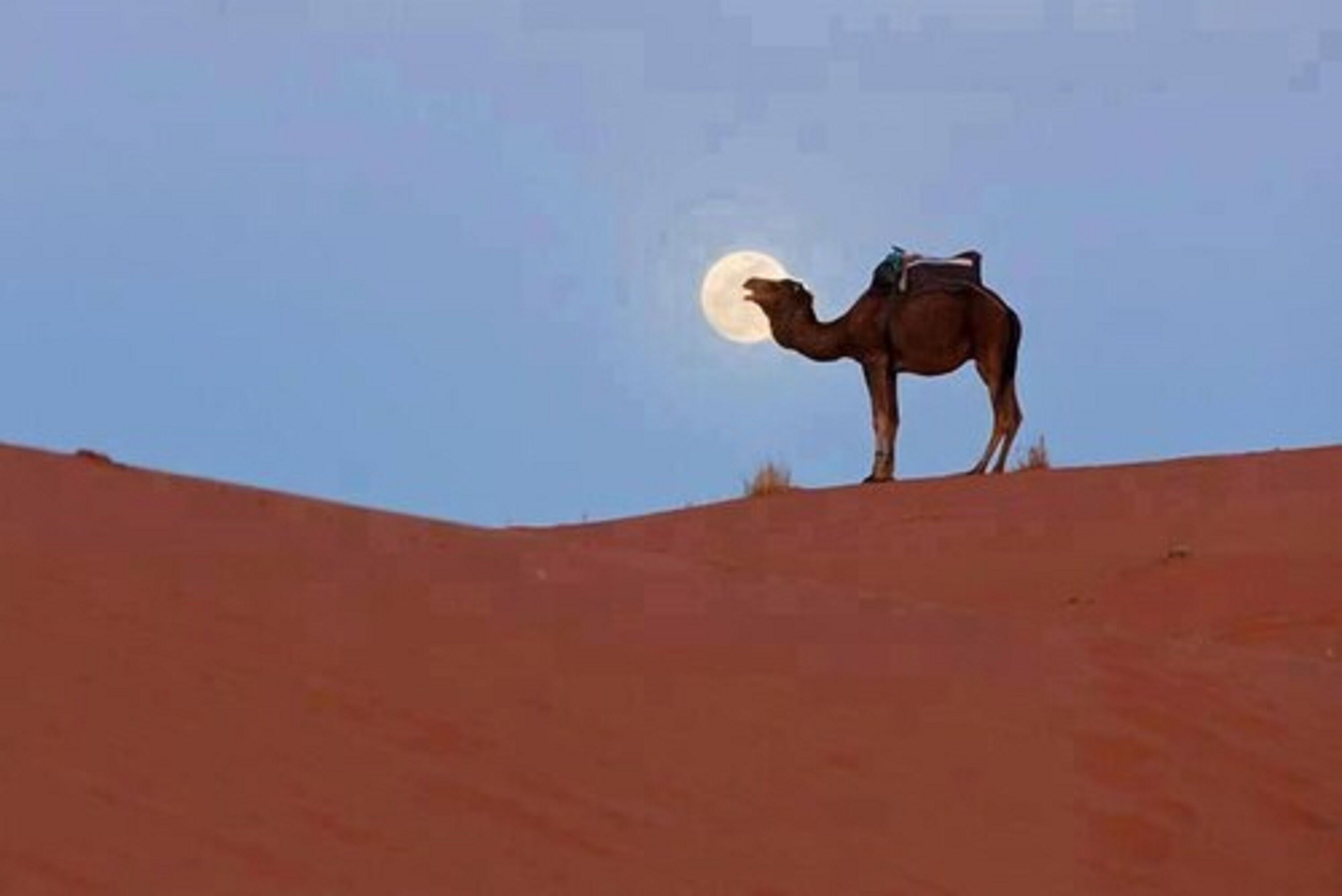 A camel on a sandy hill with a full moon in the background.