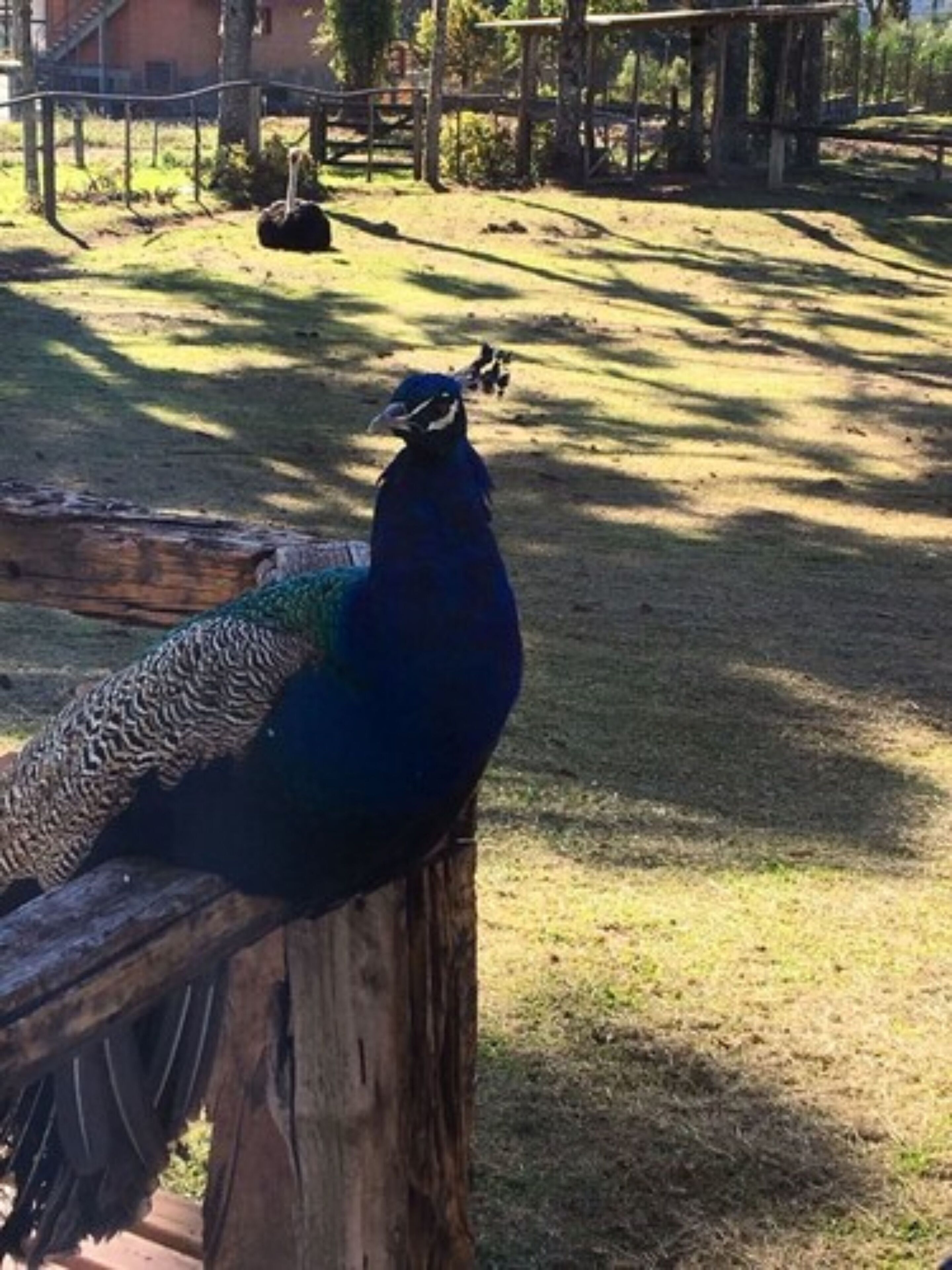 A peacock perched on a wooden post in a zoo enclosure.