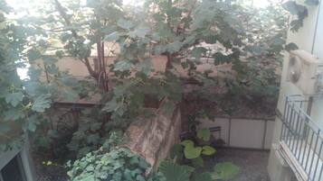 A fig tree with large leaves in a courtyard.