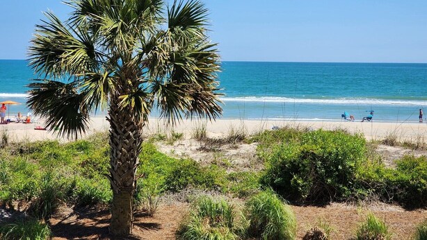 Ein Strand mit einer Palme, blauem Himmel und dem Ozean.