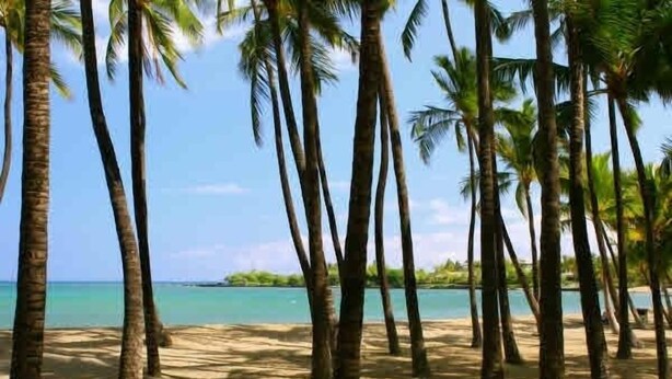 Een strand met palmbomen en helderblauw water.