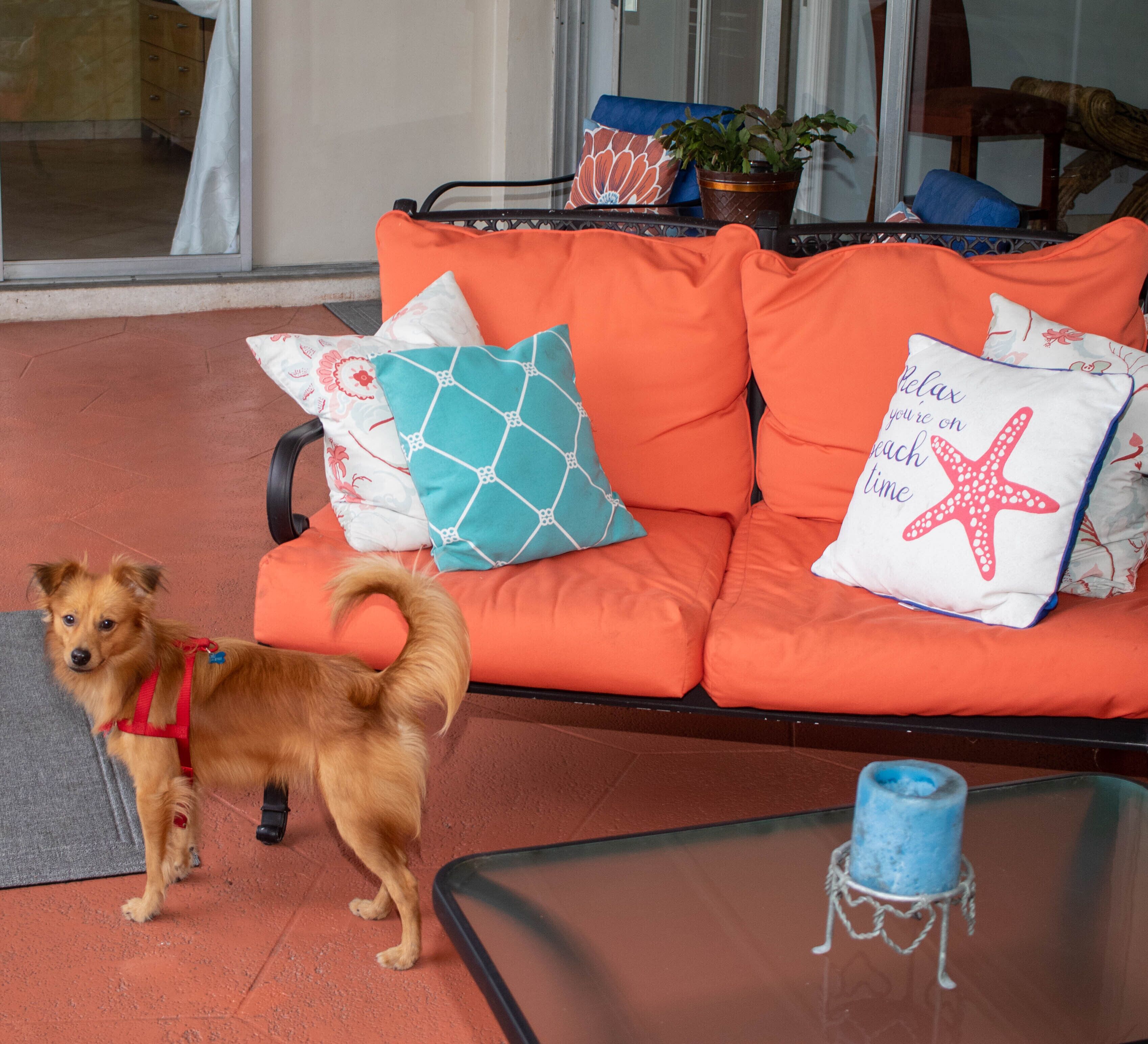 A small dog on a red couch with orange cushions and a starfish pillow.