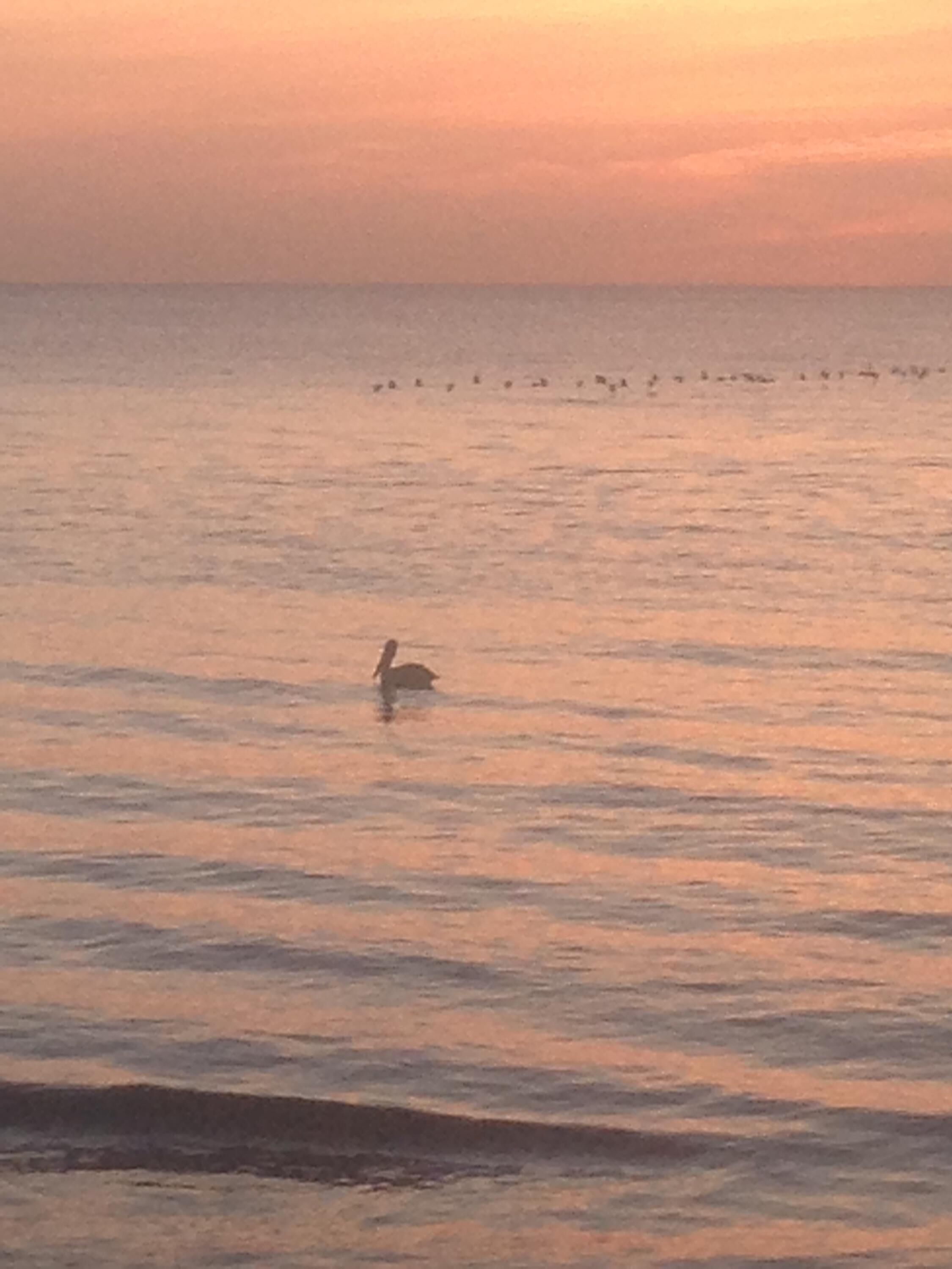 A calm body of water with a bird swimming.
