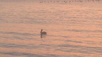 A calm body of water with a bird swimming.