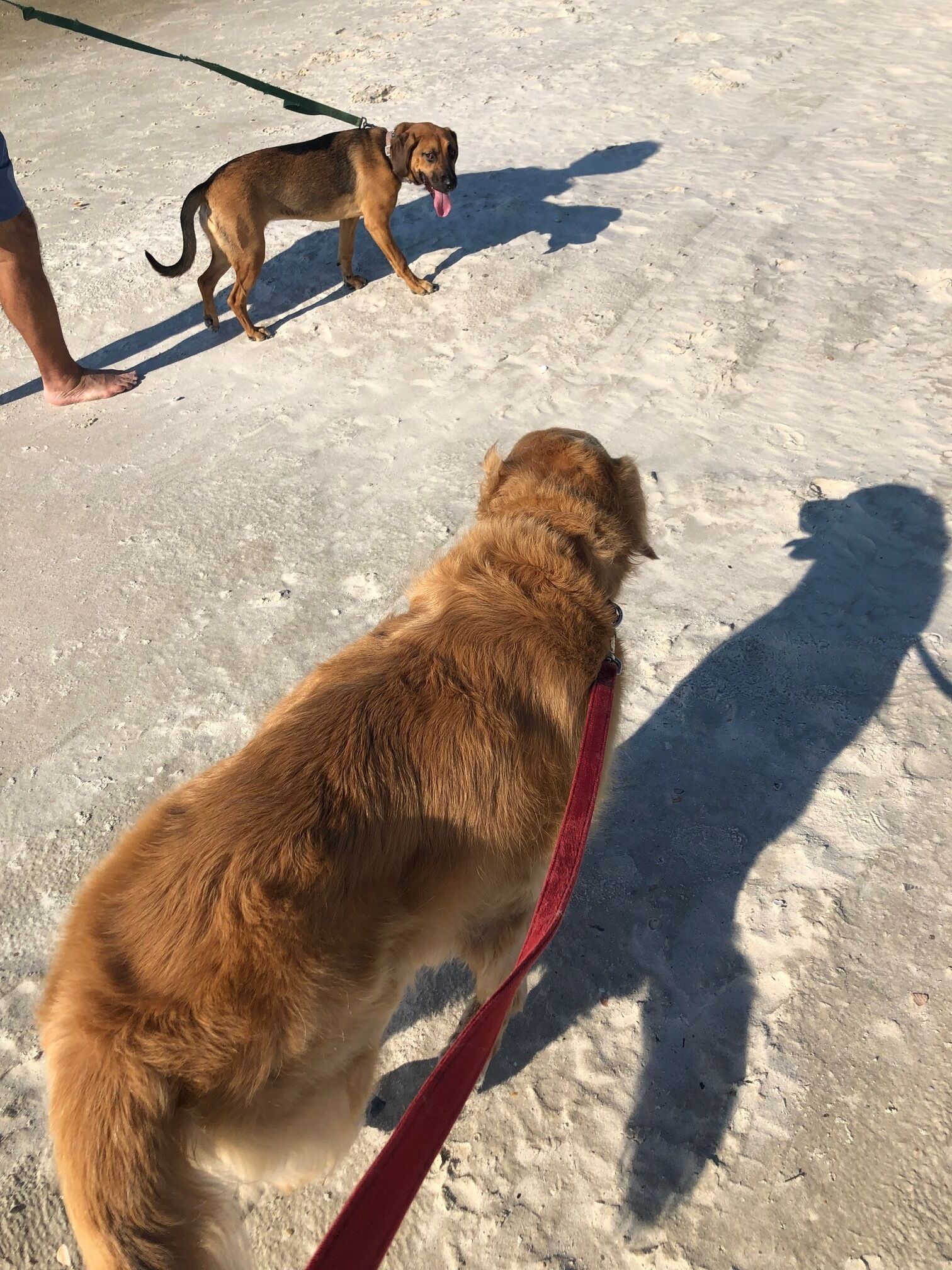 A dog on a leash walking on a sandy surface.