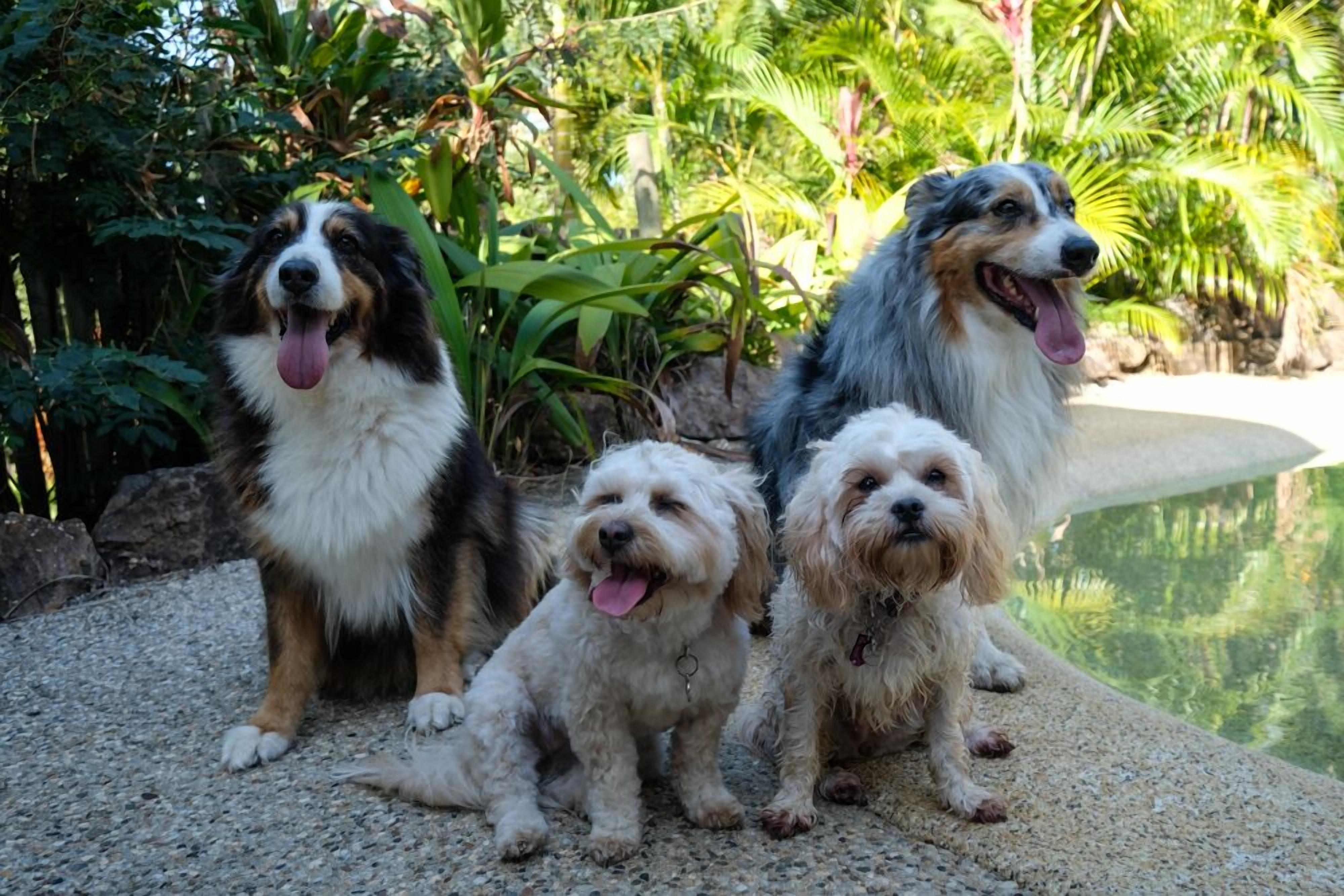 Three dogs sitting on a concrete ledge with a pool and lush greenery in the background.