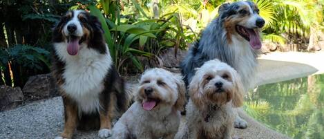 Three dogs sitting on a concrete ledge with a pool and lush greenery in the background.