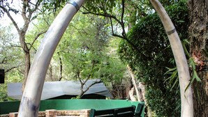Um parque com um banco verde, um muro de tijolos e duas esculturas grandes em forma de presas.