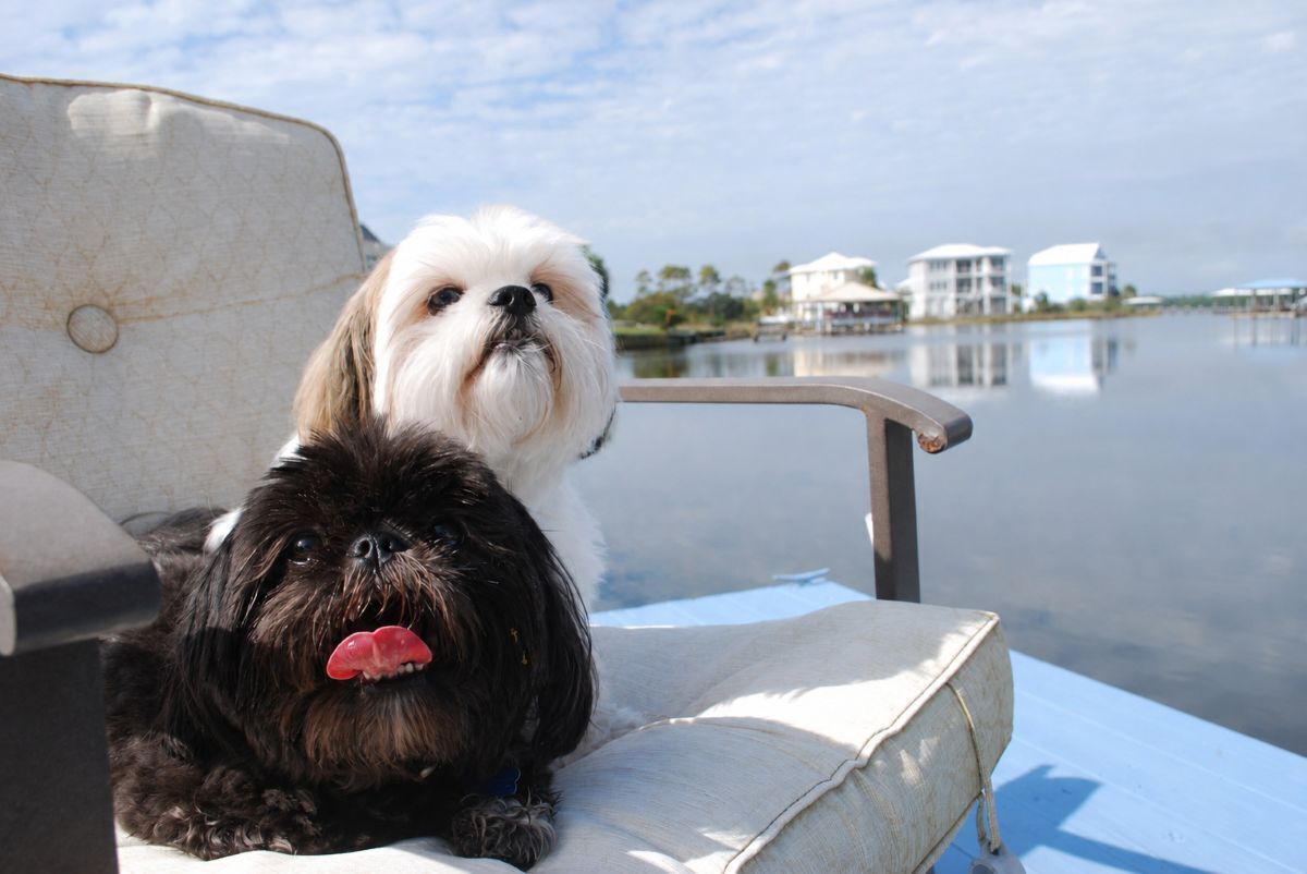 Een boot met twee honden op het dek, een rustig wateroppervlak en gebouwen op de achtergrond.