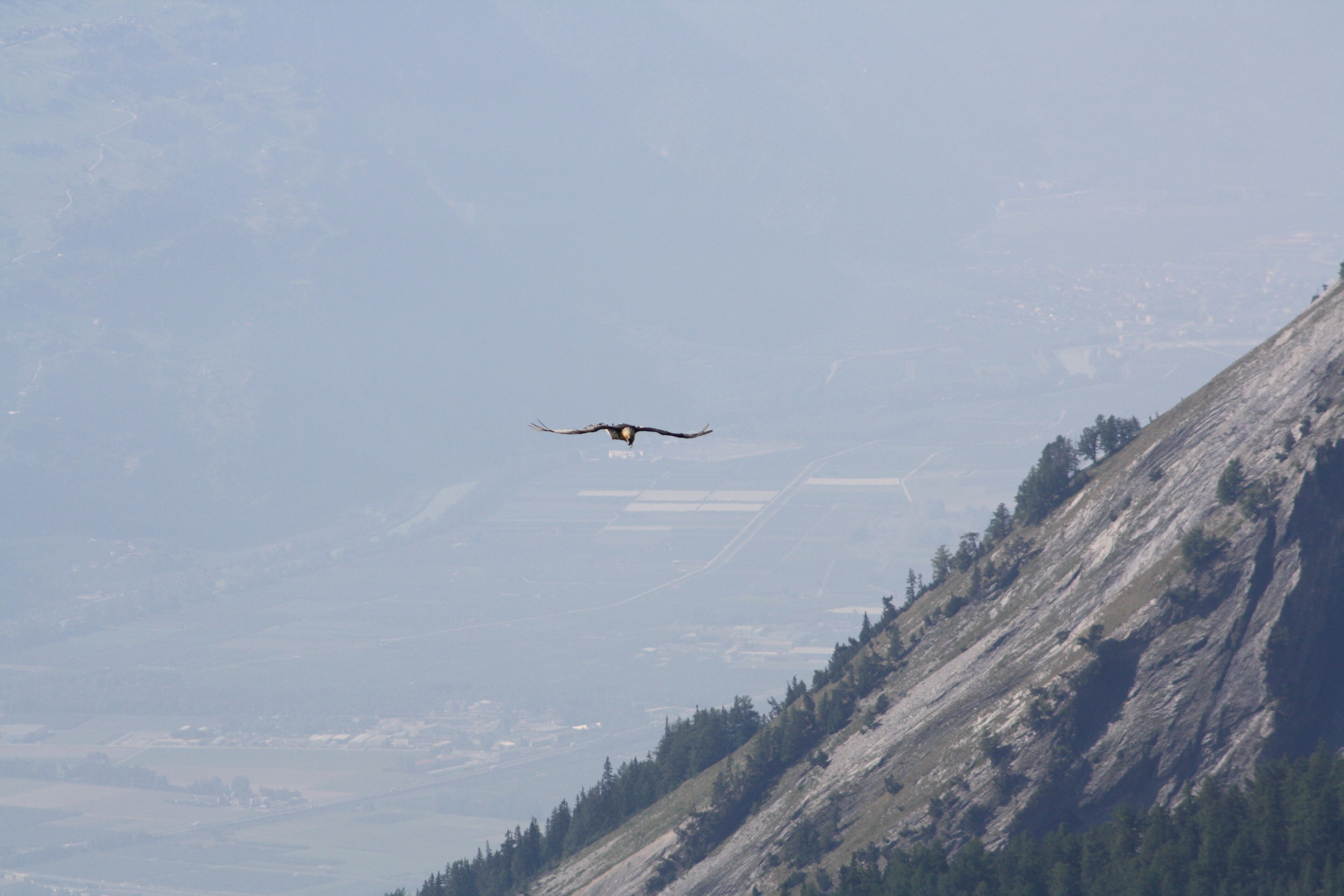 Un oiseau en vol au-dessus d’un paysage montagneux.