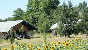Un champ de tournesols avec des tentes et un arbre en arrière-plan.