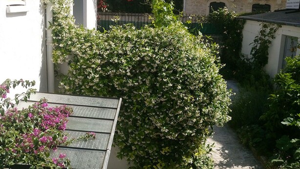 Une ruelle étroite, avec un immeuble d’un côté et un arbre aux fleurs blanches de l’autre.