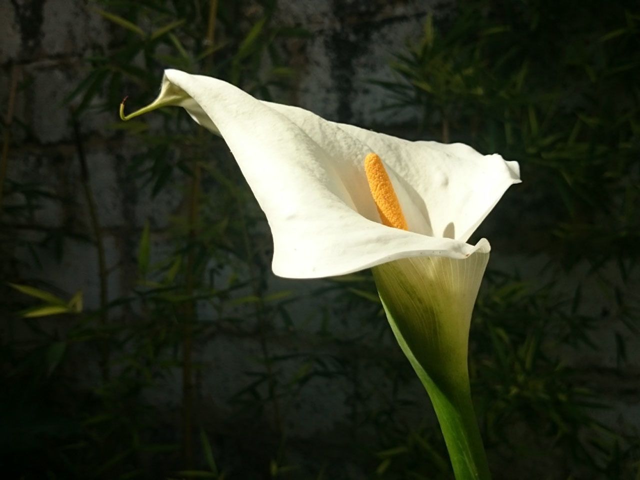 Photo - Le Clos Chez Michel