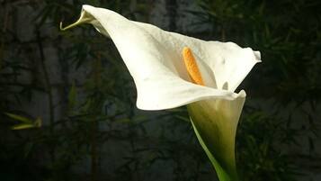 A single white lily flower with a yellow center, set against a dark background with green foliage.