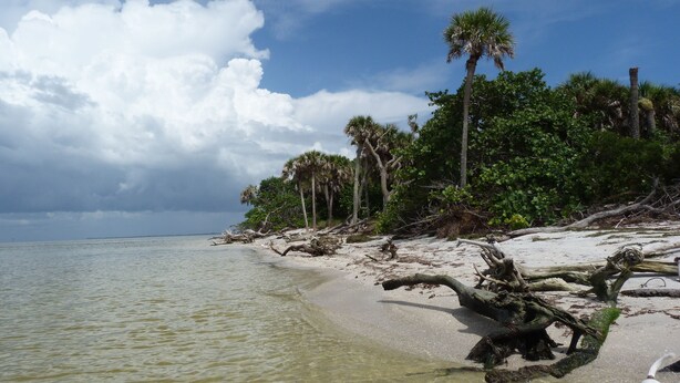Una playa con agua cristalina, palmeras y una orilla arenosa.