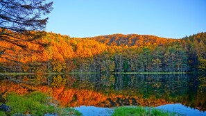 A lake surrounded by autumn-colored trees reflecting on the water. - Hamanoyu (Suwa)