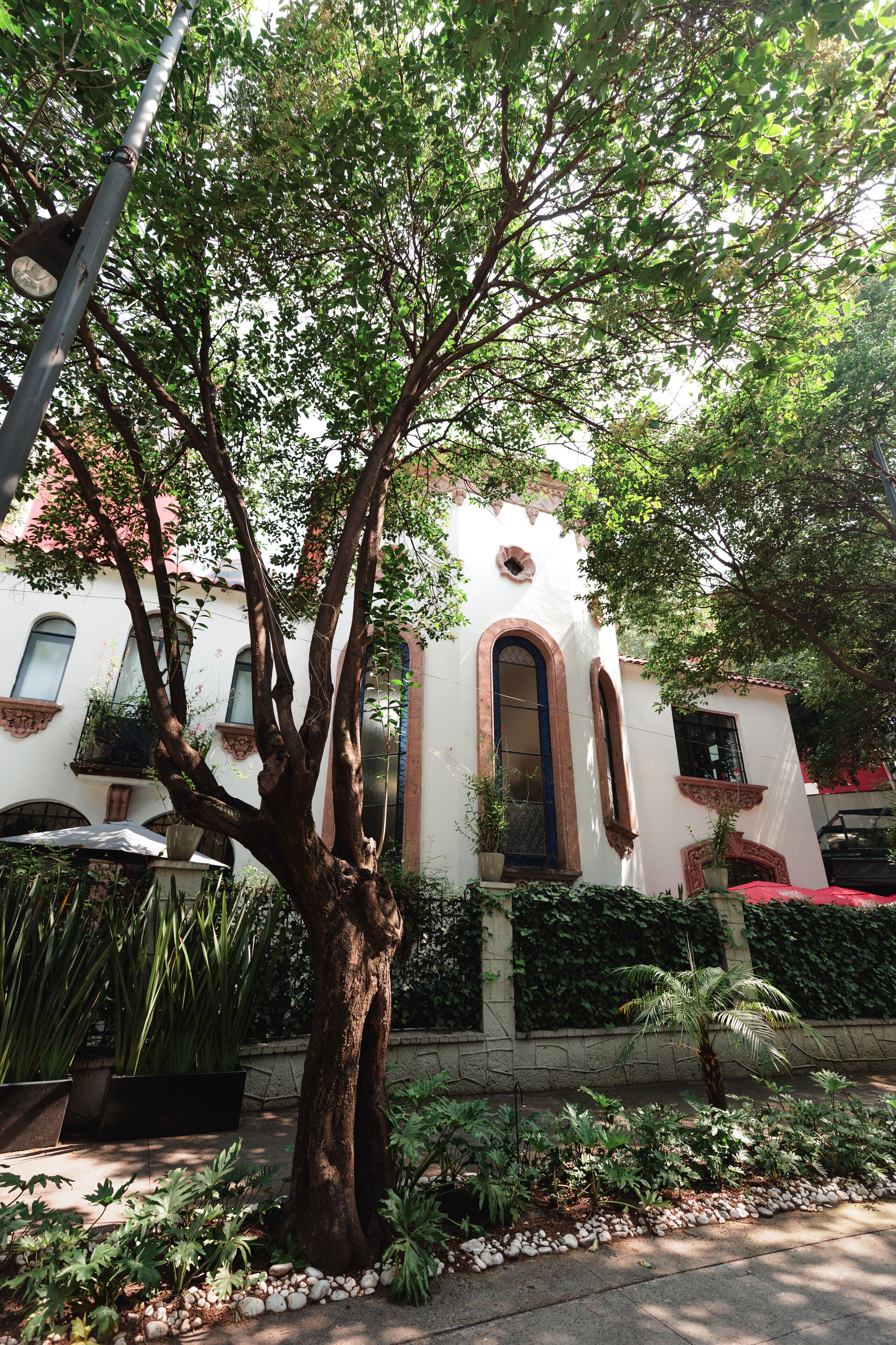 Foto - Orchid House Mexico City