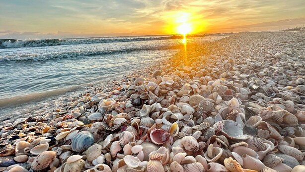 Una playa con diversos caracoles marinos y el sol poniéndose sobre el océano.