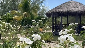 Un giardino con fiori bianchi, una struttura con tetto di paglia e palme.