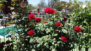 A garden with red roses and a pool. - Barham Colonial Motel (Barham)