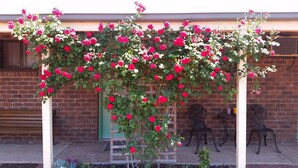 A brick building with a wooden pergola covered in blooming pink roses. - Barham Colonial Motel (Barham)