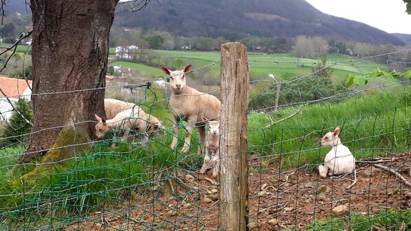 Un espace clos avec un arbre, un agneau et un mouton.