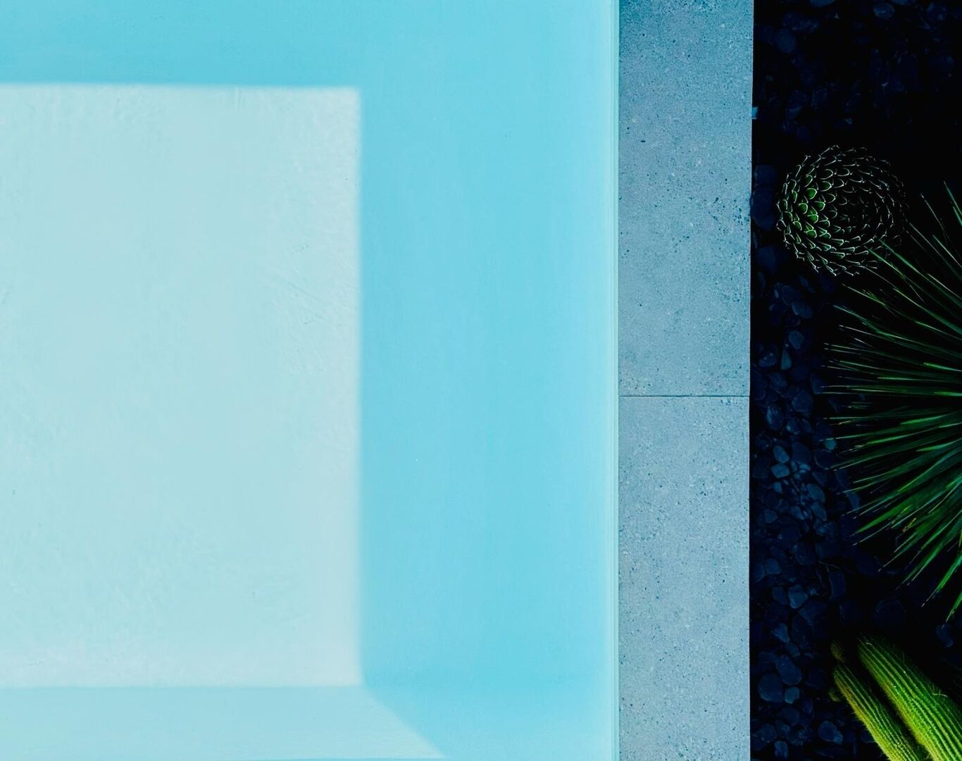 A pool area with a clear blue water surface, a concrete edge, and a decorative plant with green leaves.
