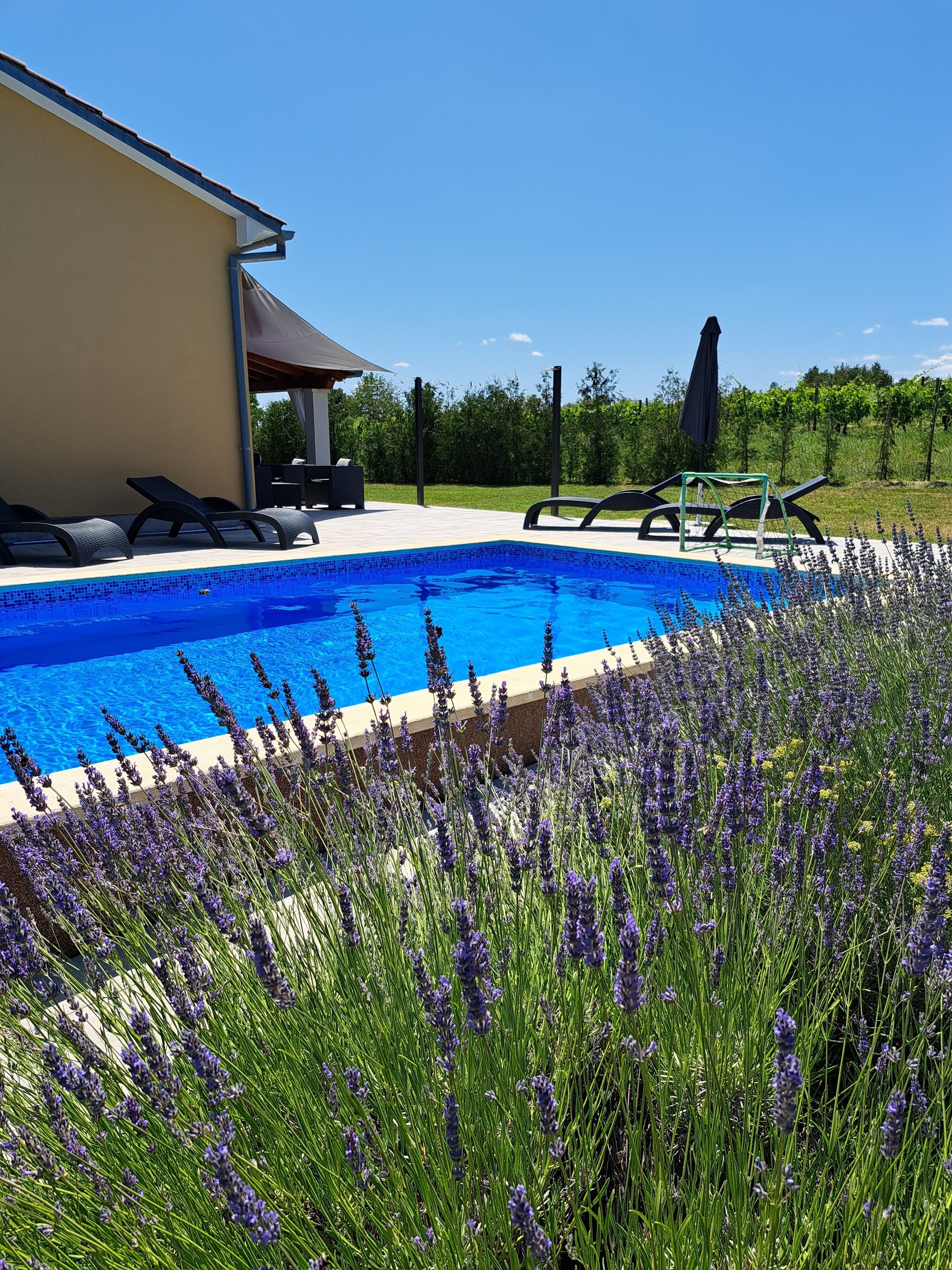 A swimming pool with a tiled edge, surrounded by lavender plants, and a patio area with lounge chairs and a table.