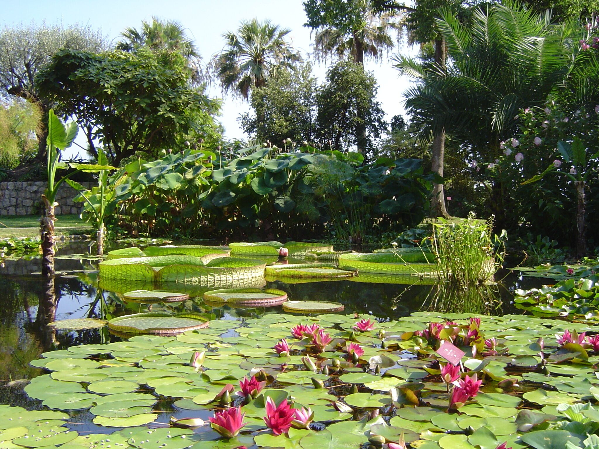 Uno stagno con ninfee e fiori di giacinto d'acqua rosa, circondato da vegetazione rigogliosa e palme.