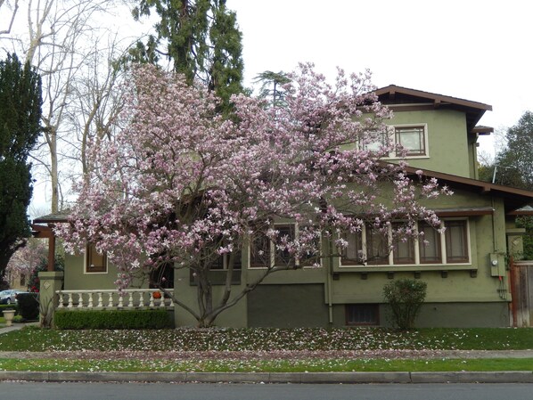 A two-story house with a large flowering tree in front.